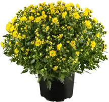 Chrysanthemen Busch 15 cm Topf