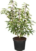Portugiesischer Kirschlorbeer Prunus lusitanica 3 l Container
