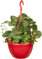 Fragaria Toscana-Erdbeere 27 cm 