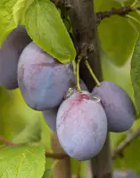 Fruchbar Bio Pflaume in Sorten 19 cm Topf, 100-125 cm hoch