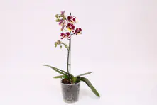 Orchidee, Phalaenopsis Multiflora 1 Trieber 12 cm Topf