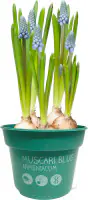 Zwiebelpflanzen im 9 cm Topf Traubenhyazinthe Muscari