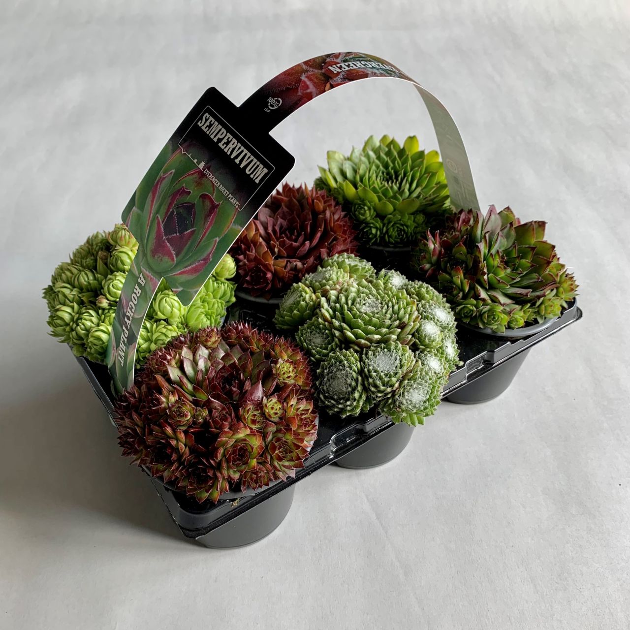 Pflanzen Hauswurz Sempervivum 6er Pack H 5 cm 9 cm Topf GLO684706233