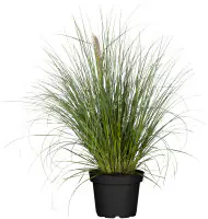 Cortaderia selloana Rosea  Pampasgras 19 cm Topf
