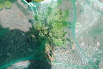 Insektenschutznetz Für Bäume & Sträucher – 2,4x2,4 M, Mit Reißverschluss & Kordelzug, PE-Material, 2 Stück