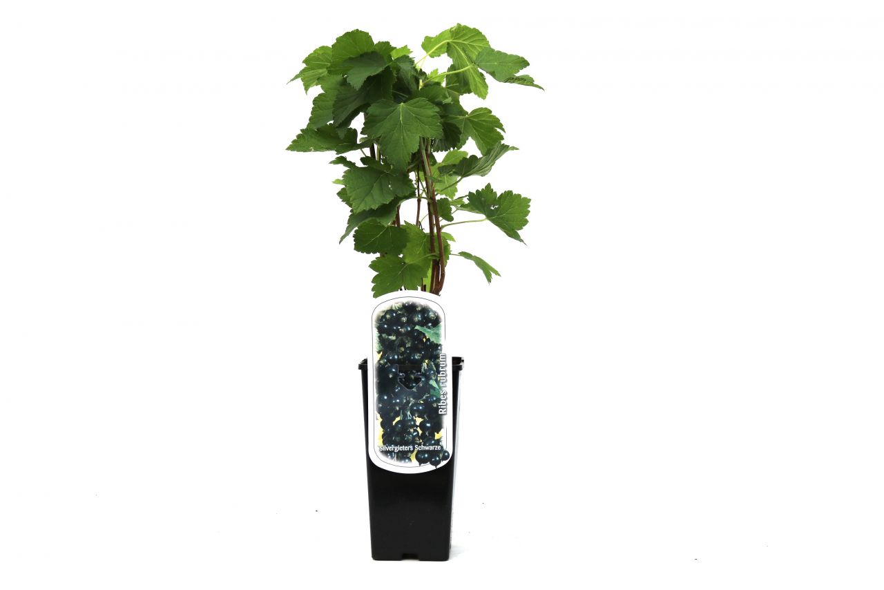 Obststrauch Johannisbeere H ca 45 cm 2 L Eckcontainer