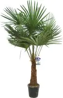 Chinesische Hanfpalme H ca 150 cm 30 cm Topf