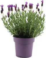 Schopflavendel Lavandula Stoechas H 30 cm 15 cm Topf