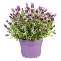 Schopflavendel Lavandula Stoechas H 30 cm 15 cm Topf