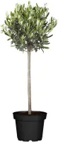 Olivenbaum 26 cm Topf