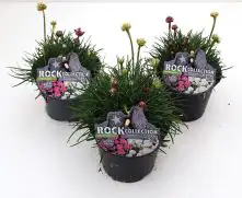 Strand-Grasnelke Armeria maritima H 10-20 cm 13 cm Topf