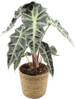 Scindapsus Ampel Efeutute 45 cm 15 cm Topf kaufen | Globus Baumarkt