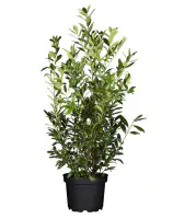 Kaukasischer Kirschlorbeer Caucasica 10 L Container