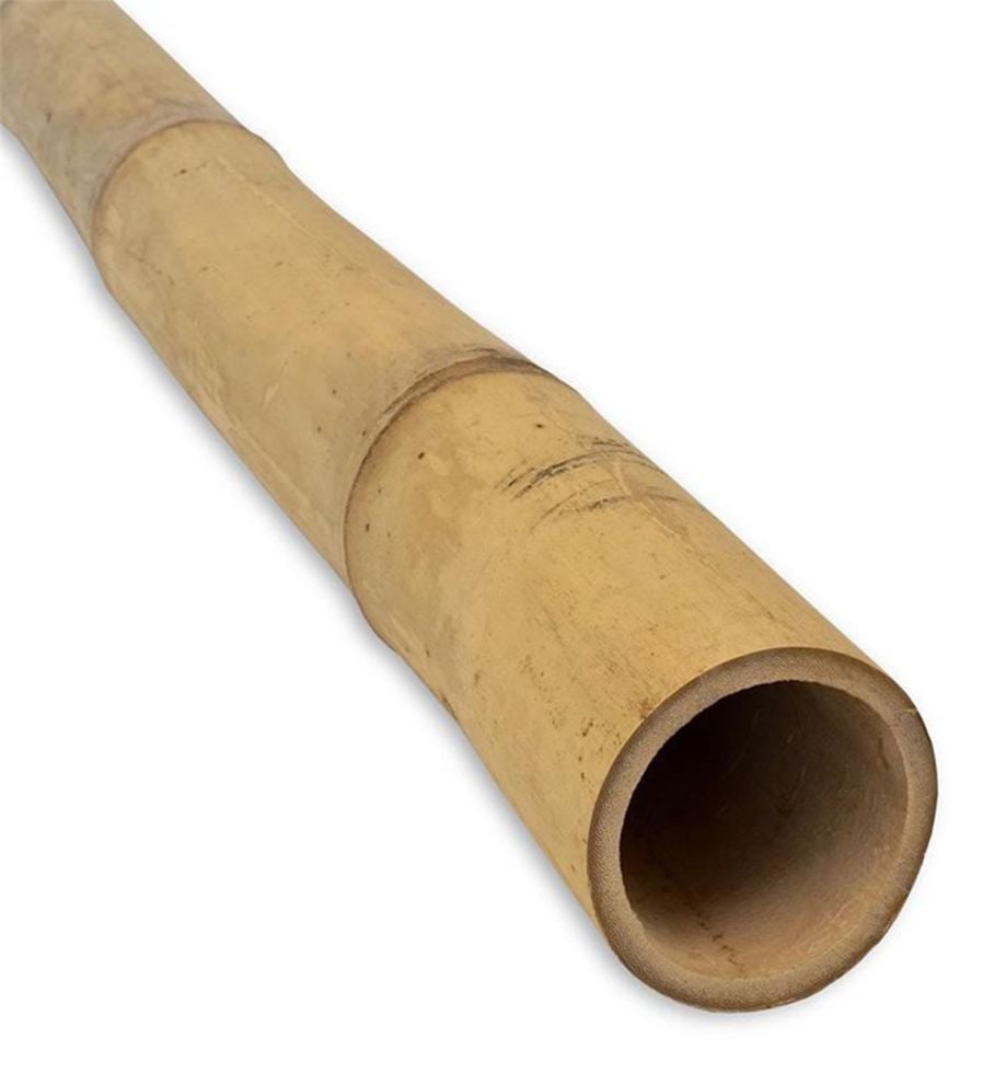 Pflanzstab Bambus 240 cm Ø 20/22 mm kaufen Globus Baumarkt