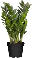 Glücksfeder Zamioculcas H ca. 40 cm 12 cm Topf