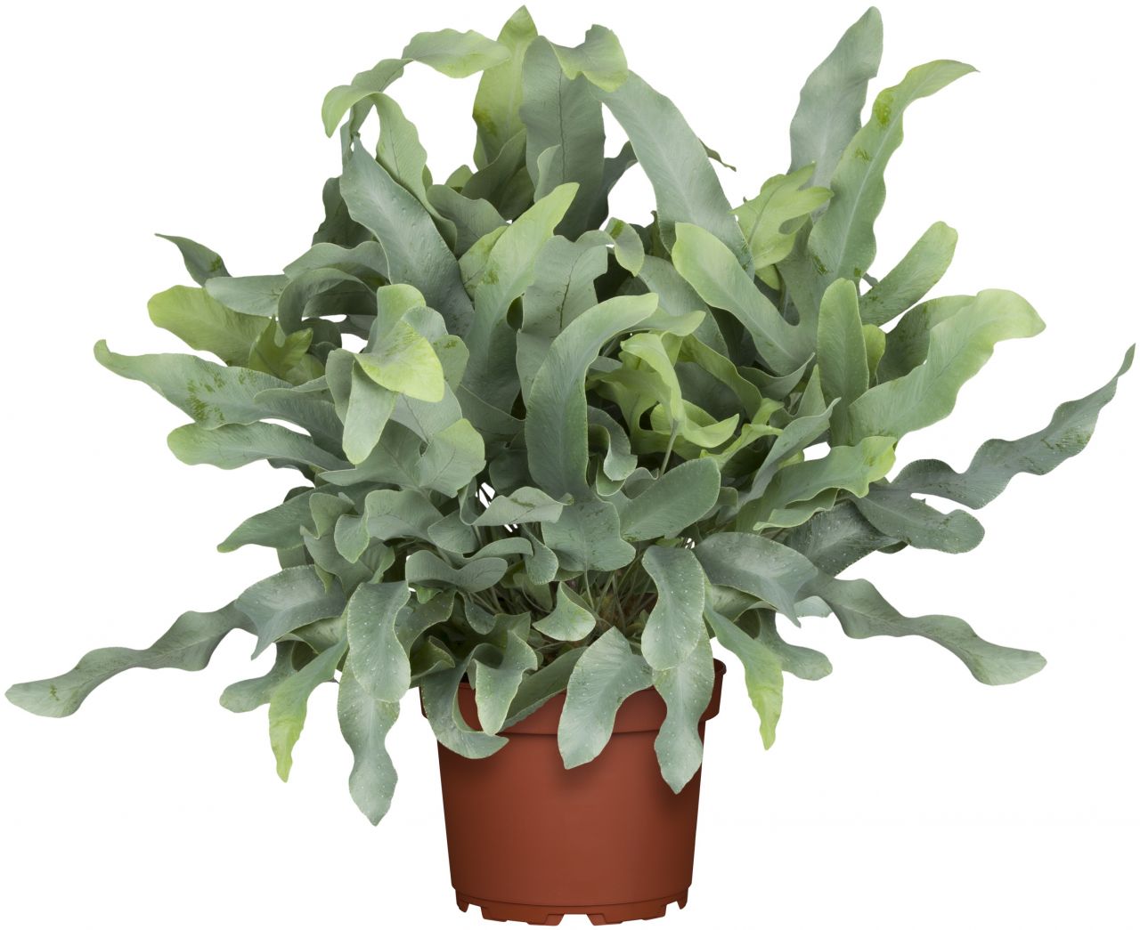 Pflanzen Blaufarn Phlebodium H ca. 60 cm 17 cm Topf GLO685104231