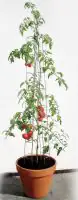 Bellissa Tomatenturm 120cm 120 cm hoch