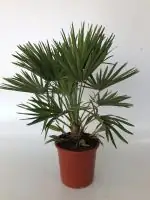 Zwergpalme Chamaerops humilis H ca 110 cm 30 cm Topf
