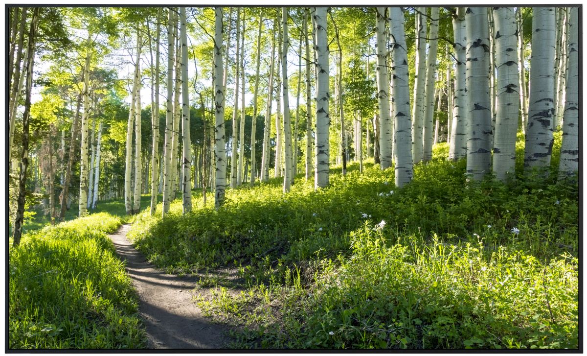 papermoon Infrarotheizkörper EcoHeat 60X100 cm 600 Watt, Birken Wald