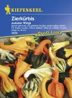 Kiepenkerl Zierkürbis Autumn Wings Cucurbita pepo, Inhalt: ca. 10 Pflanzen