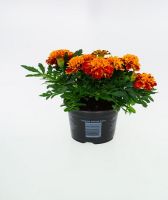 Heckenkonifere Eibe 60 cm 2 L Container kaufen | Globus Baumarkt