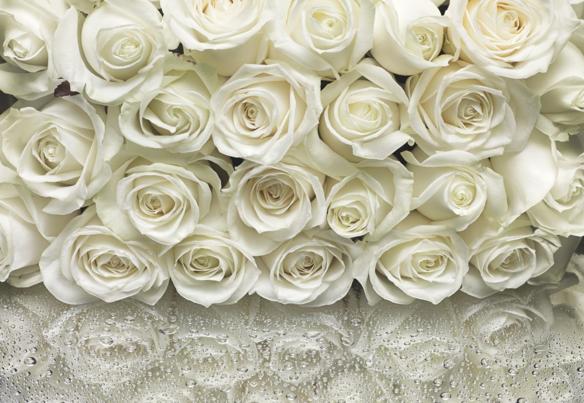Komar Fototapete A la Rose 368 x 254 cm GLO769550958