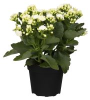 euphorbia variegata Euphorbia Lactea Variegata
