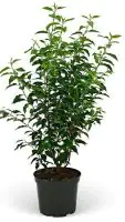 Portugiesischer Kirschlorbeer Prunus lusitanica 10 L Container