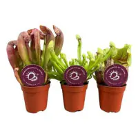 Fleischfressende Pflanzen Schlauchpflanze Mix H 18 cm 6 cm Topf