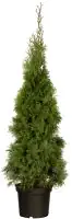 Heckenthuja Smaragd H 100-120 cm 26 cm Topf