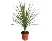 Keulenlilie Cordyline indivisa H ca 120 cm 30 cm Topf