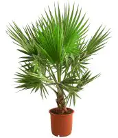 Fächerpalme Washingtonia Robusta H ca 150-160 cm  30 cm Topf