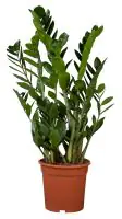 Glücksfeder Zamioculcas zamiifolia H ca. 70 cm 21 cm Topf