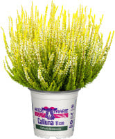 Heidemarie Calluna vulgaris die Einfache Heidemarie® H 12 - 15 cm P11 Container