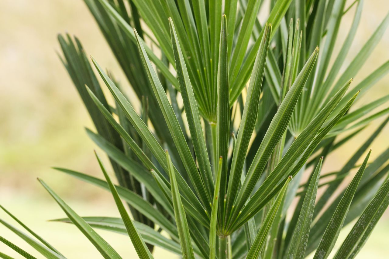 Pflanzen Zwergpalme Chamaerops Humilis H ca 80 cm 21 cm Topf GLO684107348