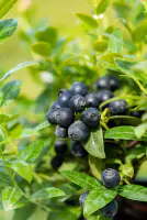 Bio Beerenobst Blaubeere Vaccinium in Sorten großfruchtig 2 L Container, 30 - 40 cm hoch