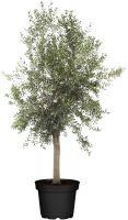 Gnstigen Olivenbaum kaufen | Globus Baumarkt