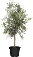 Olivenbaum Olea Europaea H ab 160 cm 35 L Container