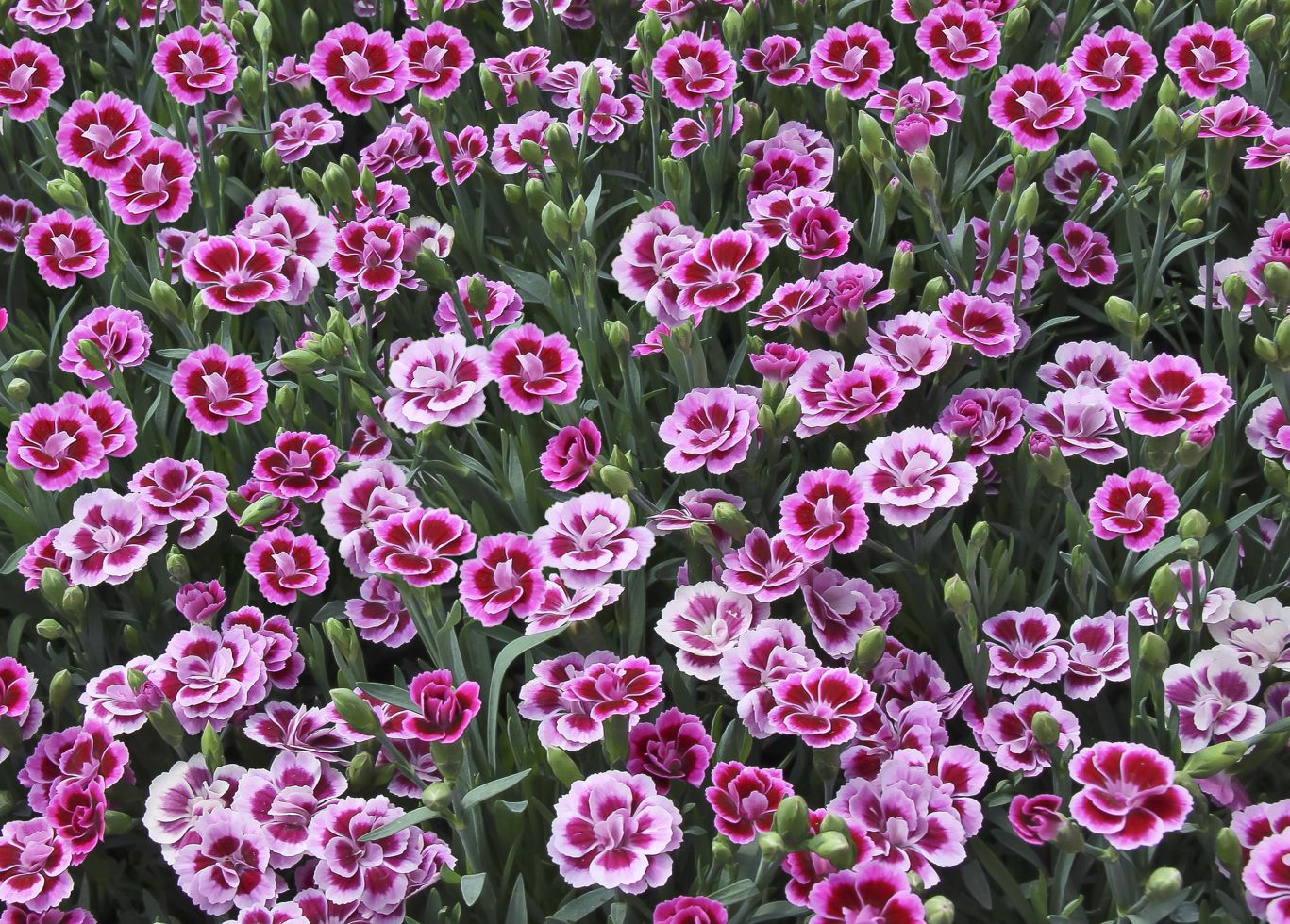 Nelke Dianthus Pink Kisses 10,5 cm Topf kaufen Globus Baumarkt