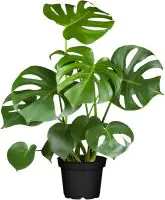 Fensterblatt Monstera Deliciosa H ca. 60 cm 17 cm Topf