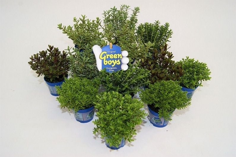 Hebe Green Boys Babys T6 verschiedene Sorten kaufen Globus Baumarkt