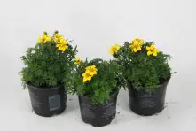 Beet- und Balkonpflanzen Goldmarie Bidens H 15 cm 10,5 cm Topf