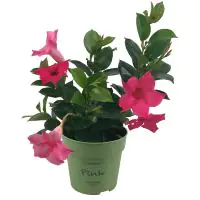 Dipladenia Mandevilla H ca 25 cm 12 cm Topf