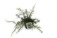 patentkali fr thuja Thuja Dnger - Mineralischer NPK Flssigdnger mit Stickstoff