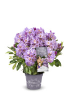 rhododendron pjm elite PJM Elite Rhododendron