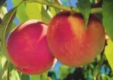 Pfirsichbaum Cardinal 7,5 L Container