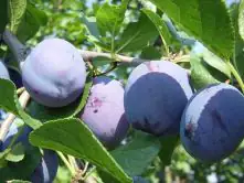 Pflaumenbaum Elena 7,5 L Container