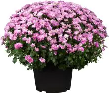 Chrysanthemen Busch 19 cm Topf