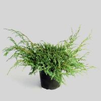 stechpalme immergrn Japanische Stechpalme Fastigiata - Ilex crenata fastigiata