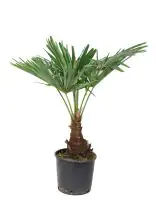 Chinesische Hanfpalme Trachycarpus Fortunei H ca 80 cm 21 cm Topf